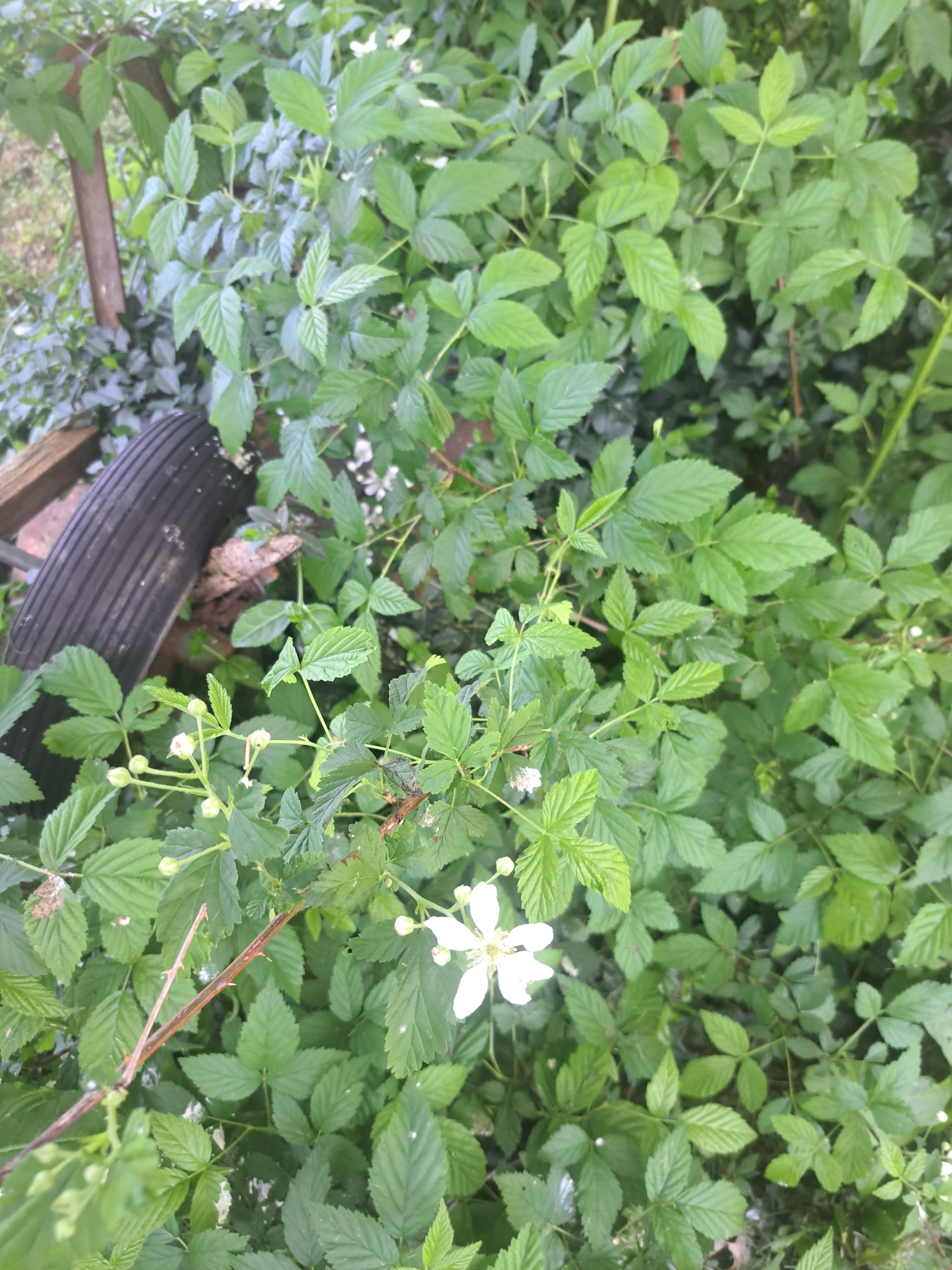 Post image preview